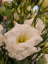 Photo n°19 de Évidence Fleurs à Venelles (Fleuriste)