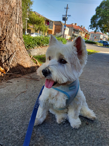 Mimi's Dog Village - Thumbnail