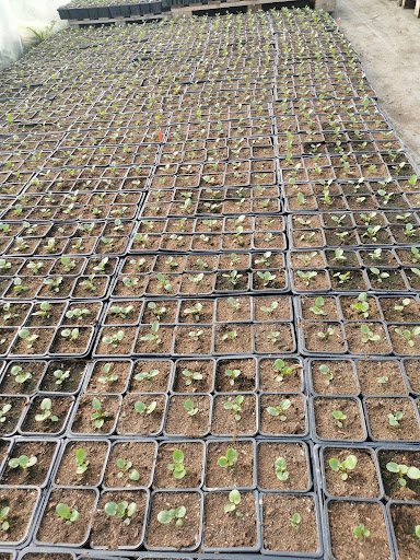 Le vintage potager - Thumbnail