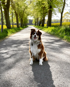 Tierarztpraxis Dr.Schlenker u. Koll. Am Ölper See Bockshornweg 71, 38114 Braunschweig, Deutschland