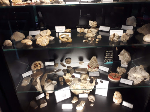 Archäologisches Museum Oldendorf/Luhe (AMOL) - Thumbnail