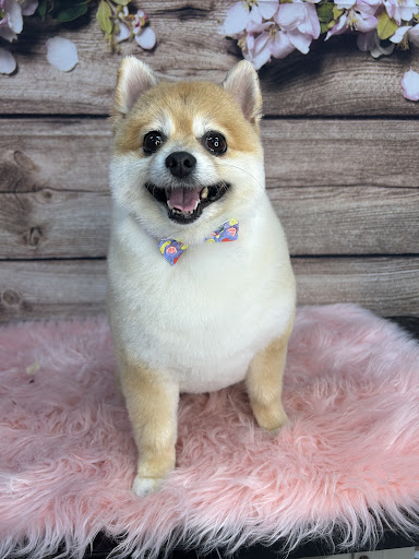 Paw Cutz (Aquia Grooming) Gallery - United States