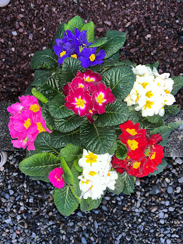 Opinii despre OXALIS Horizons Verts în Pau - Fleuriste