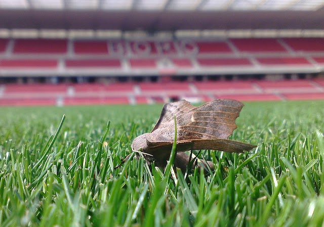 Riverside Stadium