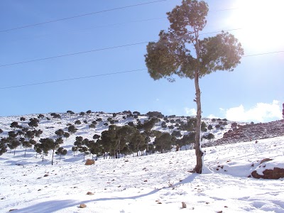 Photos of عمر بن عبد العزيز