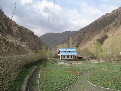 Photos of Gachsar Tulips Garden