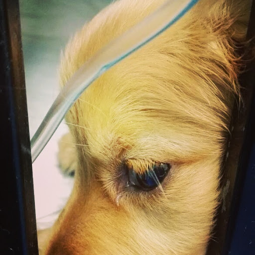 Hospital Veterinario Carson 24hrs