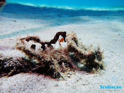 Photos of Scuba&ccedil;ao