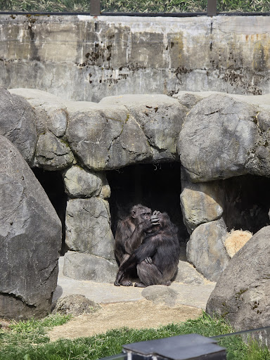 Primate forest - Thumbnail