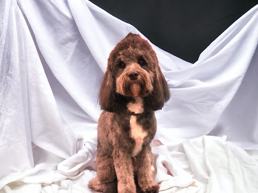 Sinclairs Dog Salon and Spa