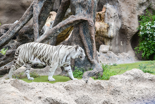 Tiger Island