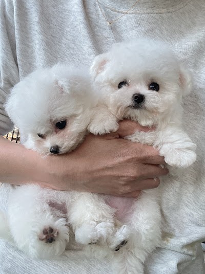 ドッグサロン Jarell