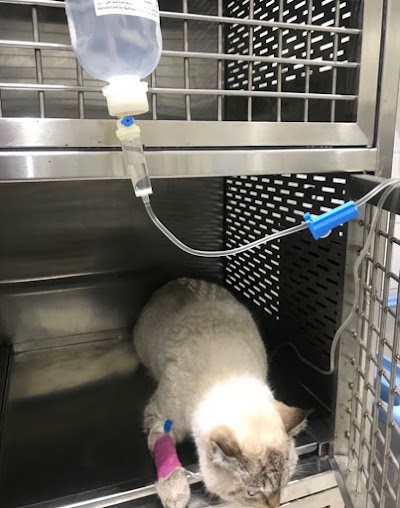 veterinary-care