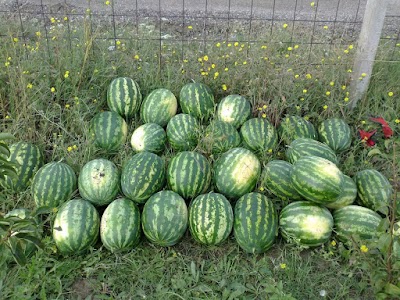 Photos of Can Sebze Bah&ccedil;esi