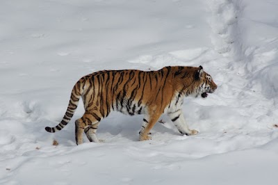 Amur Tiger