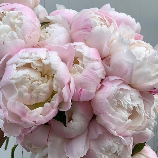 Gisborne Flower Shoppe - Thumbnail