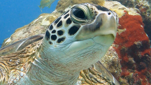 WILD Connection Isla Mujeres