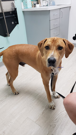 Big Paws Animal Hospital - Thumbnail