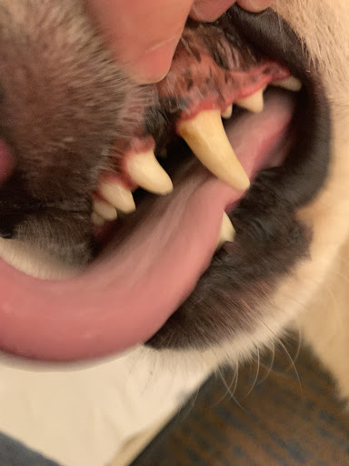 SparklingK9s - Visual