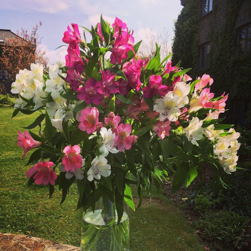 Kernow Alstroemeria - Thumbnail