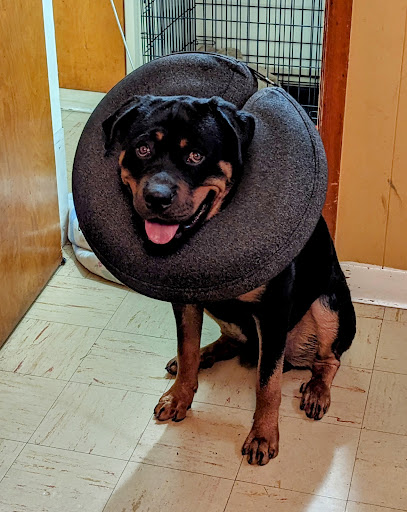 Blue Cross Dog & Cat Hospital - Thumbnail