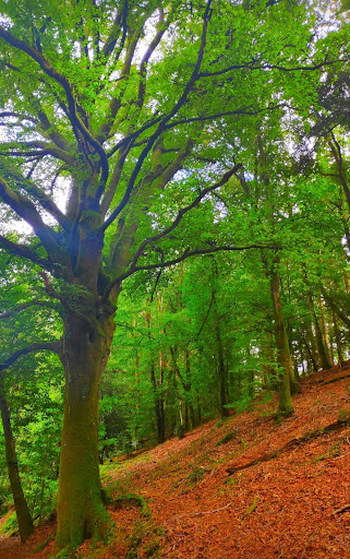 Saint-Martin Woods - Thumbnail