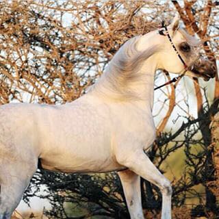 إسطبل ابن شفاي, Author: مجالس اهل الخيل