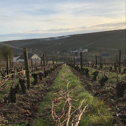Photo n°3 de Domaine Pascal et Nicolas Reverdy à Sury-en-Vaux (Vignoble)