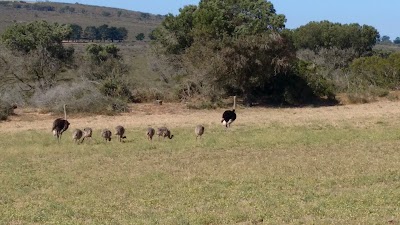 Photos of Buffelsfontein Game & Nature Reserve