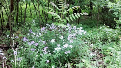 Salt Creek Woods Nature Preserve