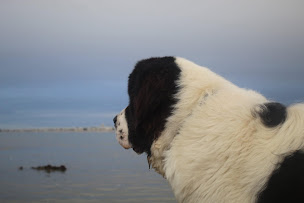 Photo n°10 de Le Val d'Ormyne - Élevage Familial de Terre-Neuve et Landseer Continental Européen LOF à Beaumarchés (Éleveur de chiens)