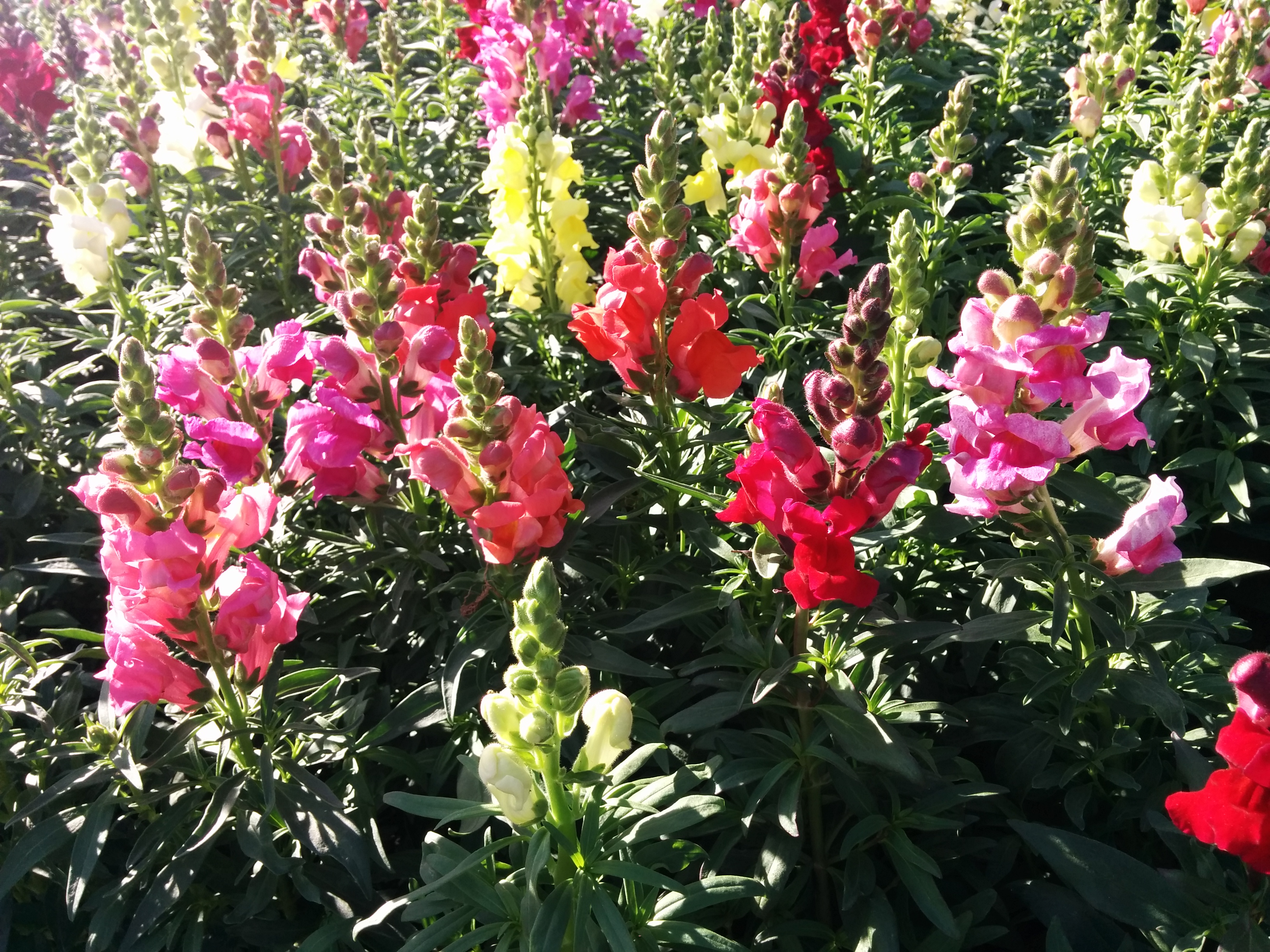 California Nurseries