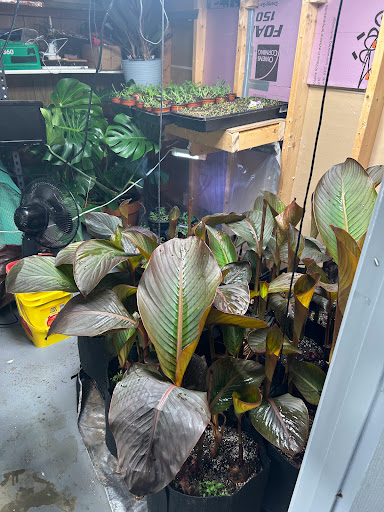 bigredplants.com - Visual