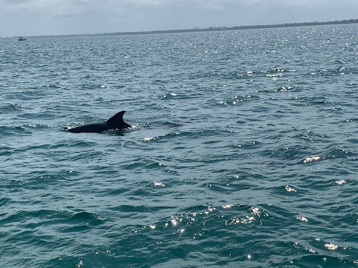 Salty fins dolphin and snorkeling tours - Thumbnail