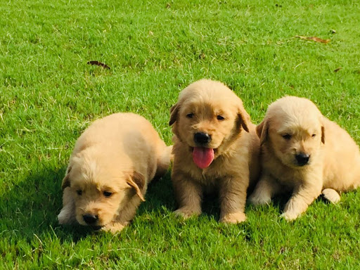 🐶 Golden retriever puppy Available. post image