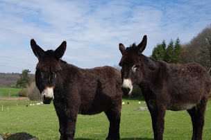 Photo n°2 de Pays'âne à Sardent (Lodge)