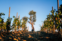 Mas Bécha à Ponteilla