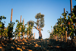 Photo n°1 de Mas Bécha à Ponteilla (Cave à vins)
