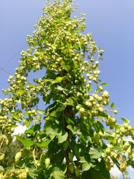 Photo n°4 de Ferme du Puy Barra à La Coquille (Ferme bio)