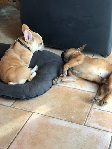 SANDY CROQU PETSPLANET - Thumbnail