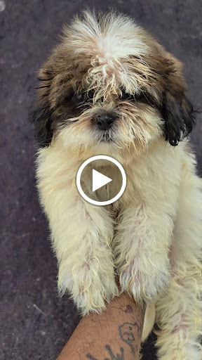 Shitzu puppy available in ahmedabad post image