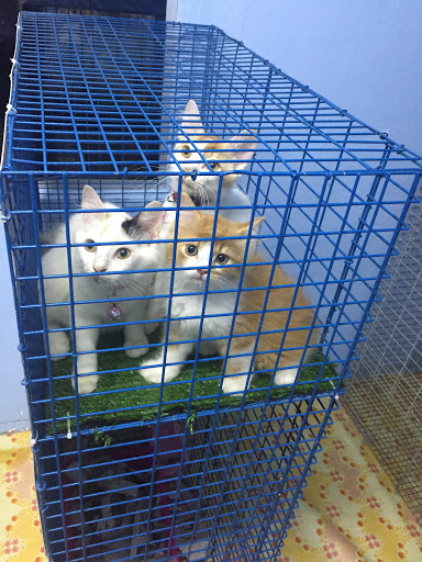 My Animal Clinic & Surgery