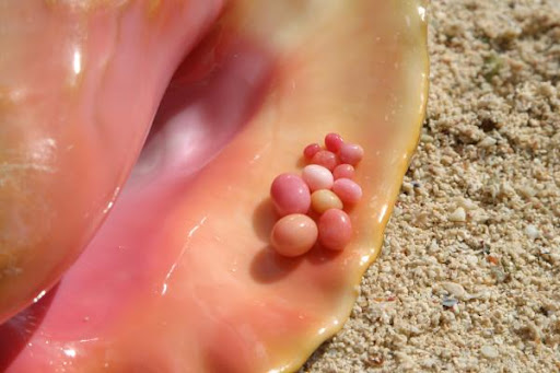 The Conch Pearl - Thumbnail