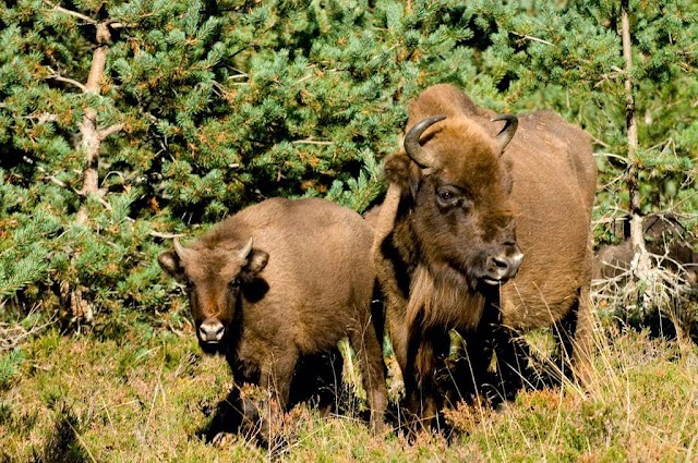 Réserve des Bisons d'Europe de la Margeride