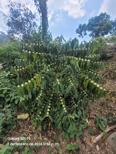 Finca Brasil - Visual