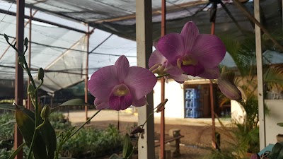 Photos of Orchids Dominicana, S.A.