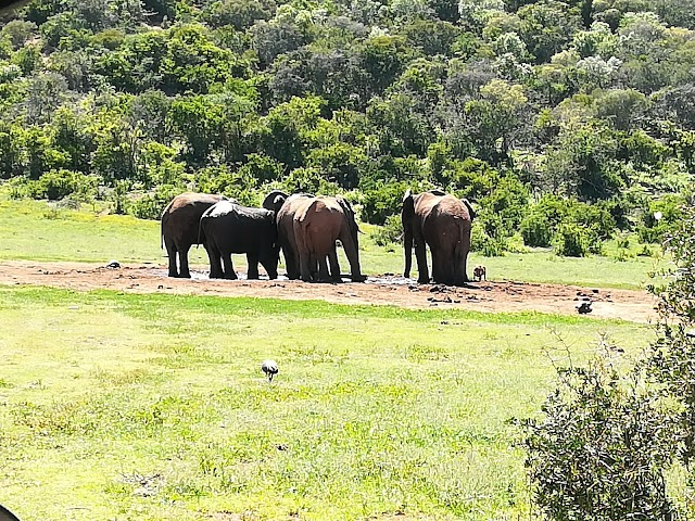 Parc national des Éléphants d'Addo