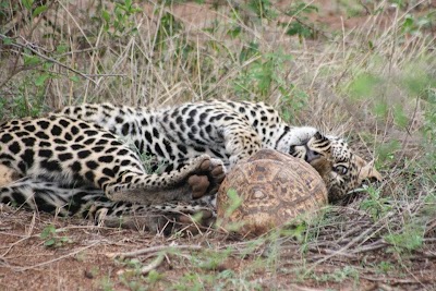 Photos of Grand Kruger Lodge and Spa