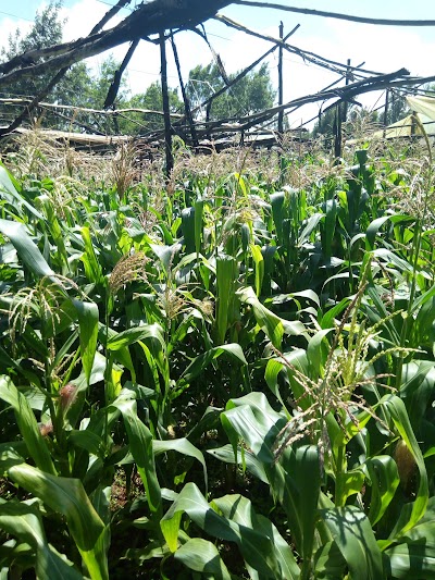 Photos of Kikuyu Park