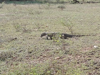 Photos of Weheragala National Park